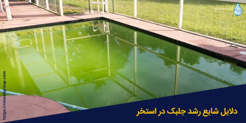 دلایل-شایع-رشد-جلبک-در-استخر دلایل شایع رشد جلبک در استخر